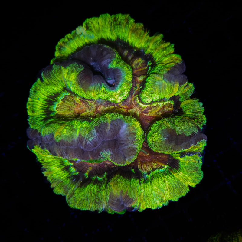 Trachyphillia