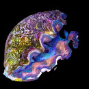 Golden Blue-Lavender Giant Clam (Tridacna maxima) - RW2 Medium