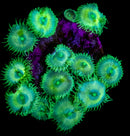 RF Nirvana Palythoa - 5 Polyps