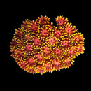 RF Goniopora - WYSIWYG V2