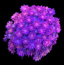RF Goniopora - WYSIWYG P5