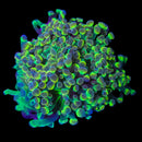 Hologram Branching Hammer (Euphyllia paraancora) - WYSIWYG