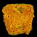 RF Sunspot Echinata WYSIWYG