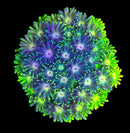 RF Goniopora - WYSIWYG I5