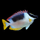 Magnificent Foxface Rabbitfish (Siganus Magnifica)