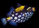 Clown Triggerfish - Jumbo (Balistoides conspicillum)