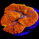 RF OG Firestorm Lobophyllia