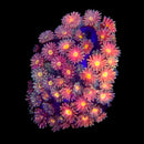 RF Goniopora - WYSIWYG L2
