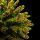 RF Lemon Sour 3cm Frag