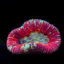 Wellsophyllia (WYSIWYG)