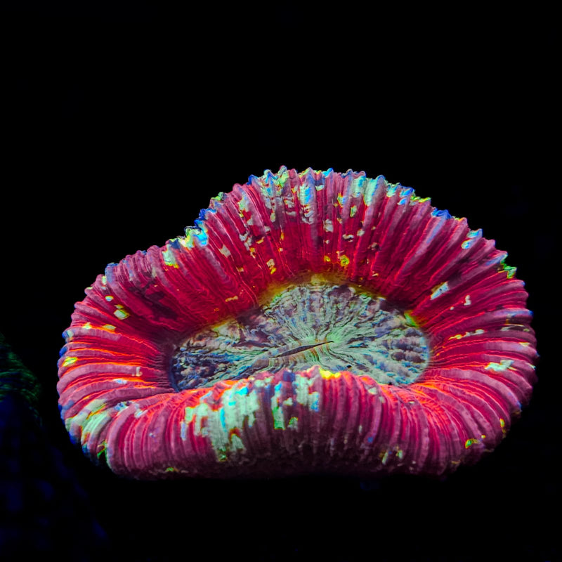 Wellsophyllia