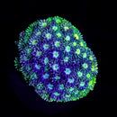 RF Goniopora - WYSIWYG X10