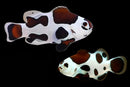 Mocha Storm Clownfish Pair (Amphiprion ocellaris)