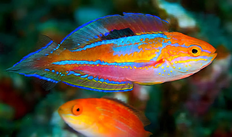 Pintail Fairy Wrasse Cirrhilaburs isosceles