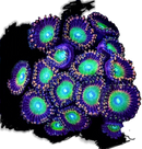 RF Poisoned Apple - 3 Polyps