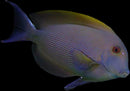 Bristletooth Tang (Ctenochaetus spp.)