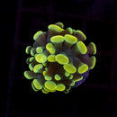 Gold Branching Hammer (Euphyllia paraancora) - WYSIWYG
