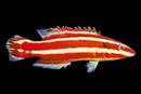 Blackspot Hogfish (XXL)
 
Bodianus opercularis