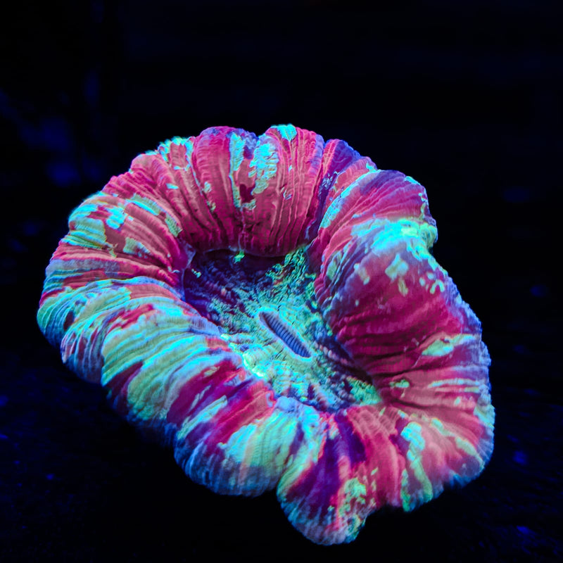 Wellsophyllia