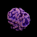RF Rose Bud Hammer (Euphyllia paraancora) - WYSIWYG