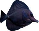 Black Tang (Zebrasoma rostratum)