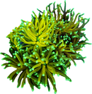 RF Atomic Crown - WYSIWYG
