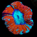 Trachyphillia geoffroyi (WYSIWYG)