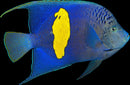 Maculosus Angelfish  (Pomaccanthus maculosus)