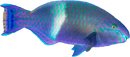 Scarus Parrotfish (Scarus fuscopurpureus)