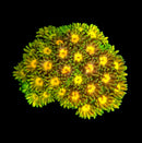 RF Goniopora - WYSIWYG N7