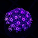 RF Goniopora - WYSIWYG W1