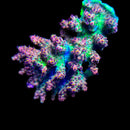 Vivids Rainbow Delight 3cm Frag