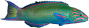 Lunare Wrasse (Thalassoma lunare)