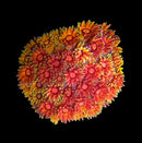 RF Goniopora - WYSIWYG T8