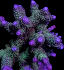 RF Pink Stardust Acropora  - WYSIWYG