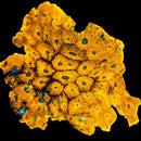 RF Sunspot Echinata WYSIWYG