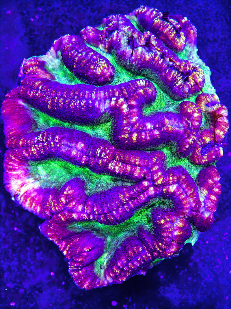 Lobophyllia