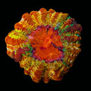 RF Obsidian Sun Acantophyllia