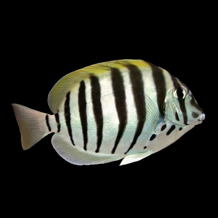 Zebra Tang Acanthurus polyzona
