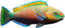 Quoy’s Parrotfish - Scarus quoyi