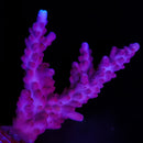 RF Pink Passion Acropora
