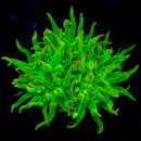 RF Cotton Candy - WYSIWYG