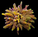 Chicago Sunburst Bubble Tip Anemone