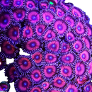 RF Hawt Pink - 3 Polyps