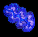 Tridacna Crocea (WYSIWYG)
