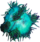 RF Mint Rose Aura Elegance