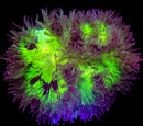 RF Neon Orchid Elegance