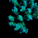 Blue Lagoon 3cm Frag