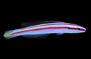 Red-lined Hogfish
Terelabrus flavocephalus