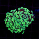Toxic Splatter Branching Hammer (Euphyllia paraancora) - WYSIWYG